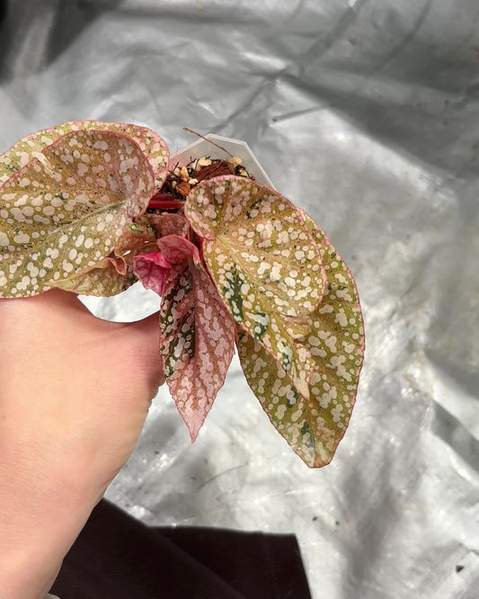 Begonia Snowcap Variegated