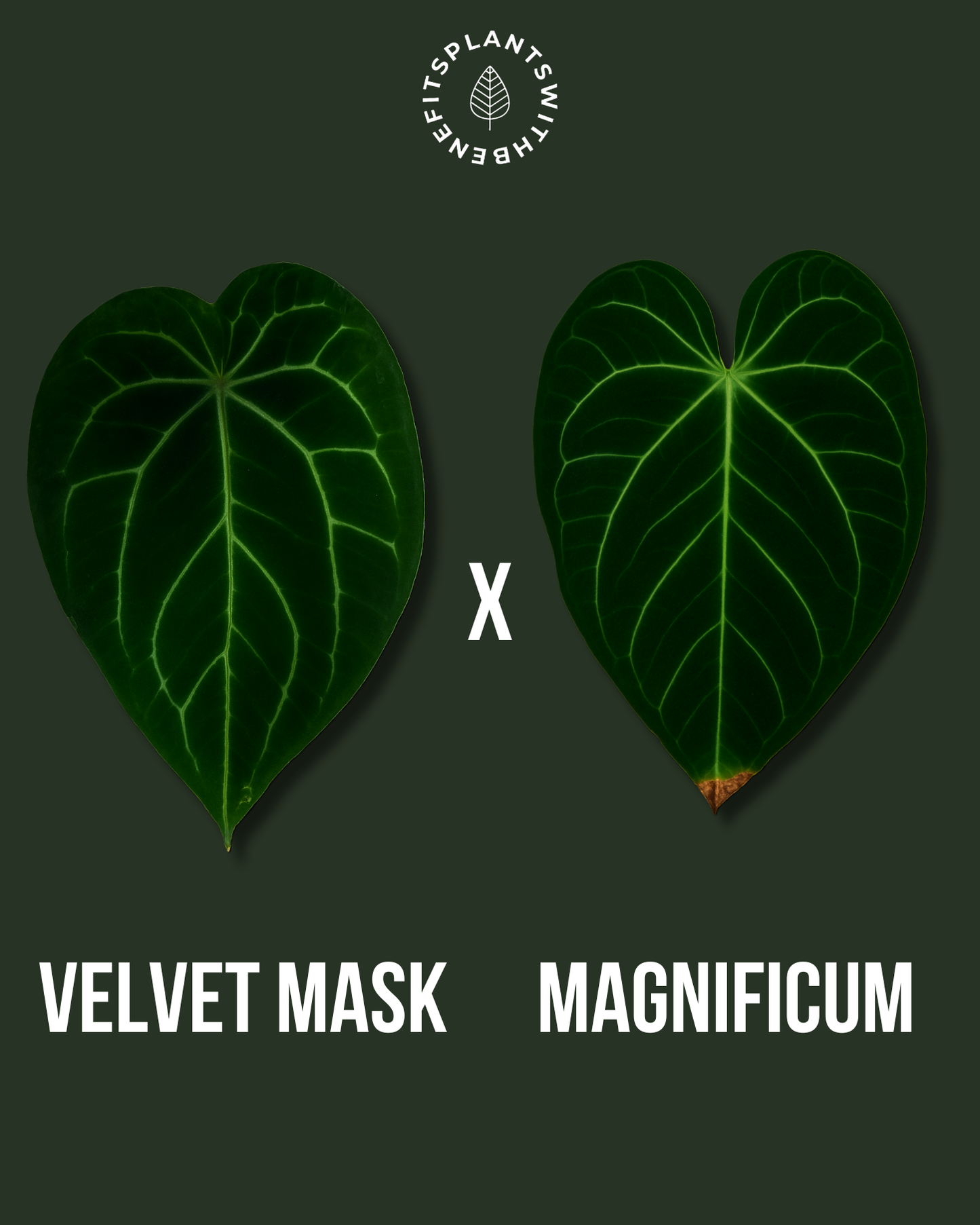 Anthurium Velvet Mask x Magnificum